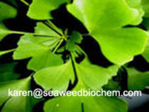 Ginkgo Biloba Extract